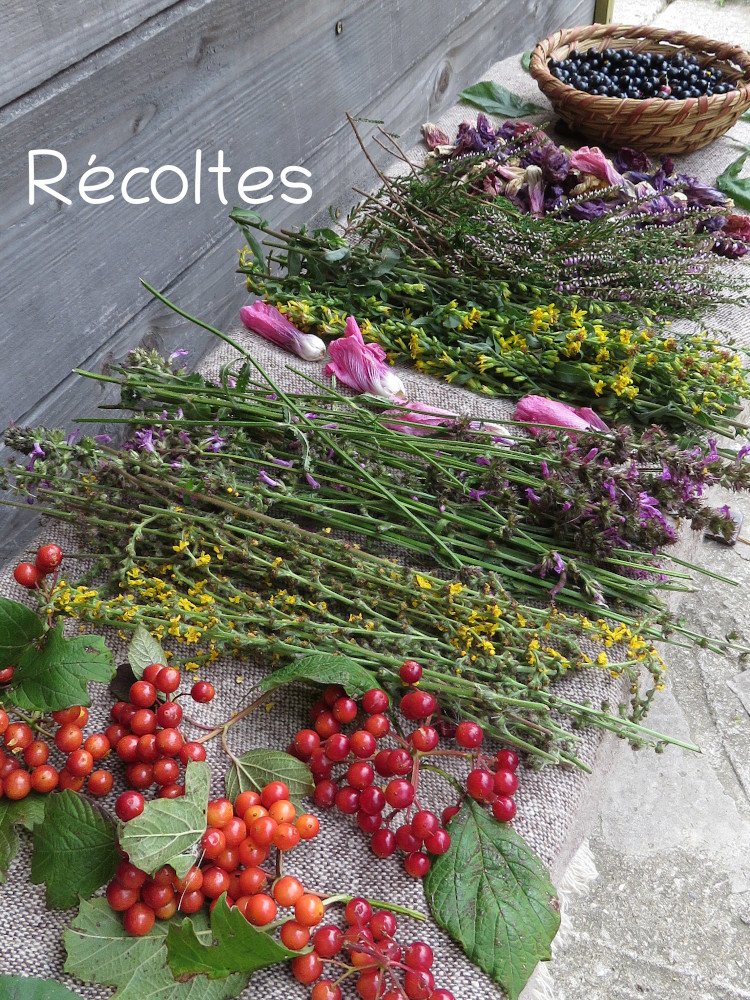 Coffret Semences Plantes Tinctoriales Bio - 4 Plantes Pour Teinture Naturelle : Rouge, Bleu, Jaune, Brun